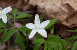 Wood anemone